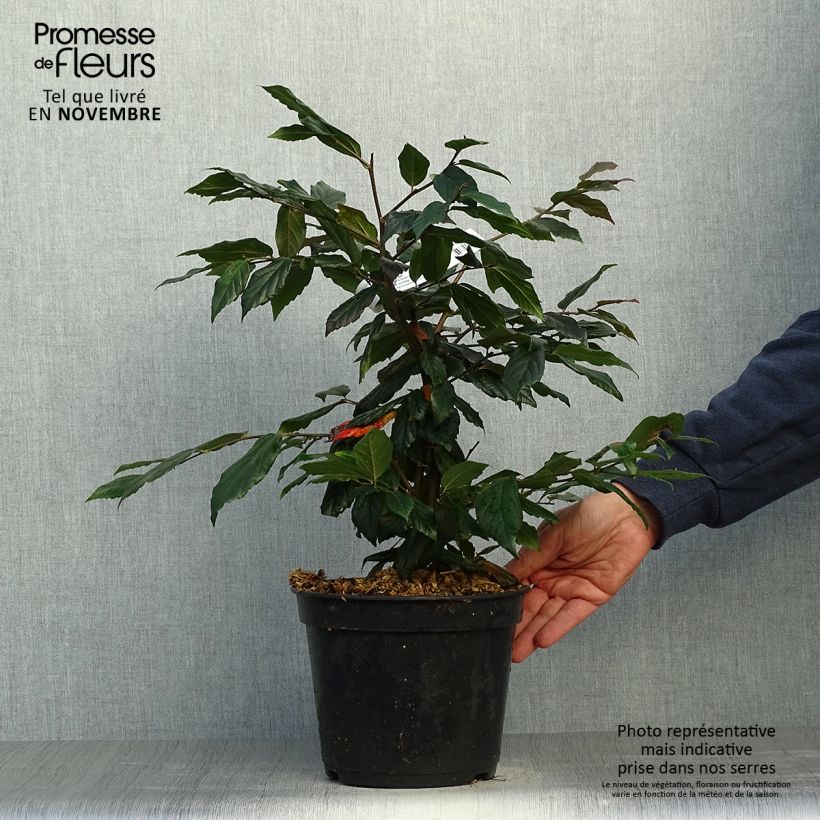 Exemplar von Strauch-Eisenholzbaum Purple Haze - Sycoparrotia semidecidua Topf mit 3L/4L wie im Herbst geliefert