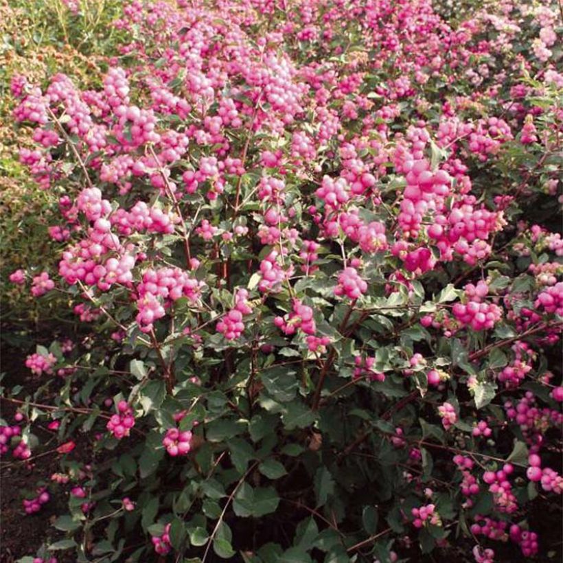 Amethystbeere Magical Candy - Symphoricarpos (Flowering)