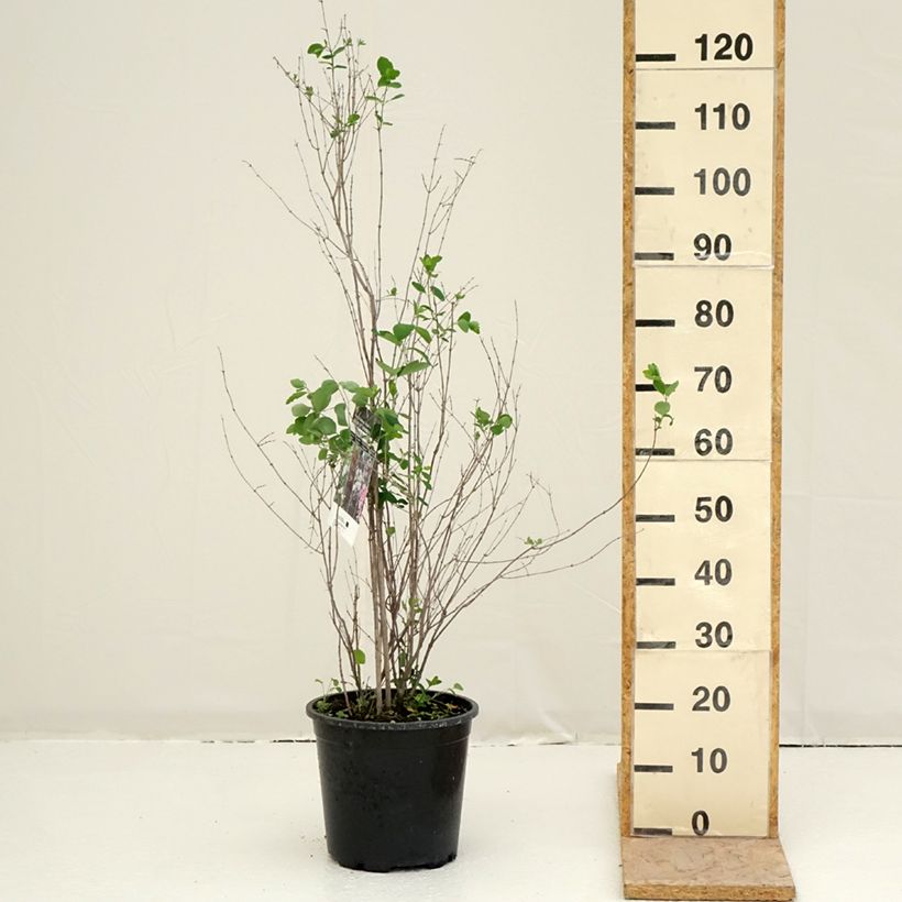 Exemplar von Gewöhnliche Schneebeere - Symphoricarpos albus Topf mit 7,5L/10L wie im Frühjahr geliefert