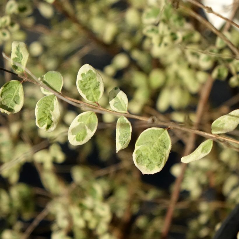 Schneebeere Fiesta Berry - Symphorycarpos chenaultii (Laub)