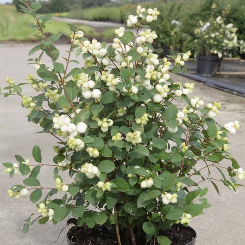 Schneebeere Magical Galaxy - Symphoricarpos (Wuchs)
