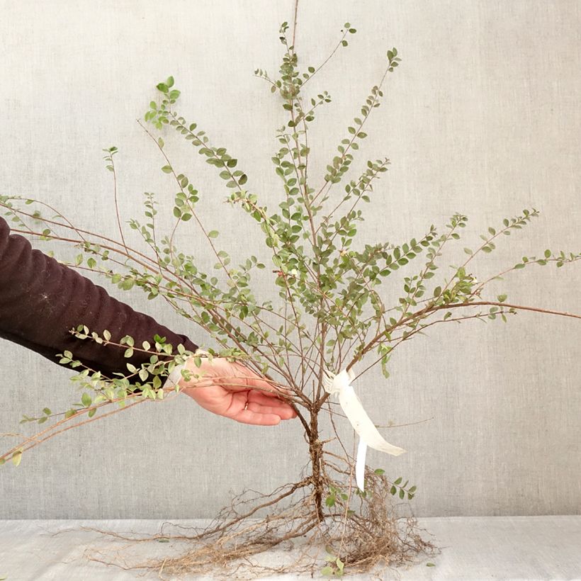 Exemplar von Schneebeere White Hedge - Symphoricarpos Wurzelnackt, Strauch wie im Winter geliefert