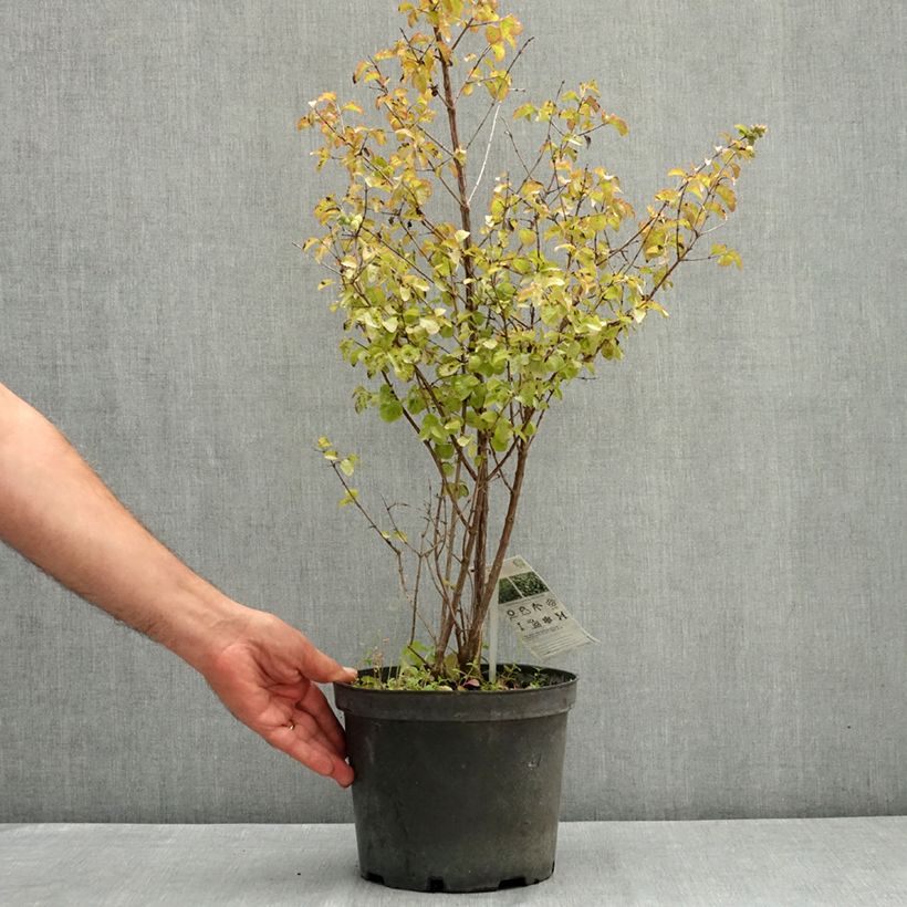 Exemplar von Korallenbeere Symphony Rock - Symphoricarpos orbiculatus Topf mit 4L/5L wie im Sommer geliefert