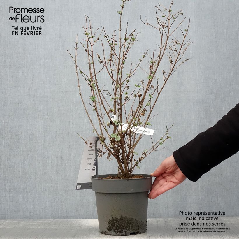 Exemplar von Symphorine - Symphoricarpos orbiculatus Symphony Rock Pot de 4L/5L wie im Winter geliefert