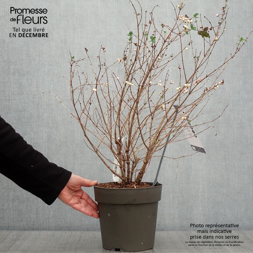 Exemplar von Symphorine - Symphoricarpos orbiculatus Symphony Rumble Pot de 4L/5L wie im Herbst geliefert