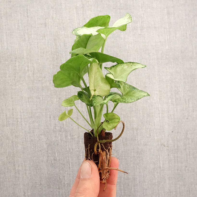 Exemplar von Syngonium Confetti Mini-Pflanze wie im Frühjahr geliefert