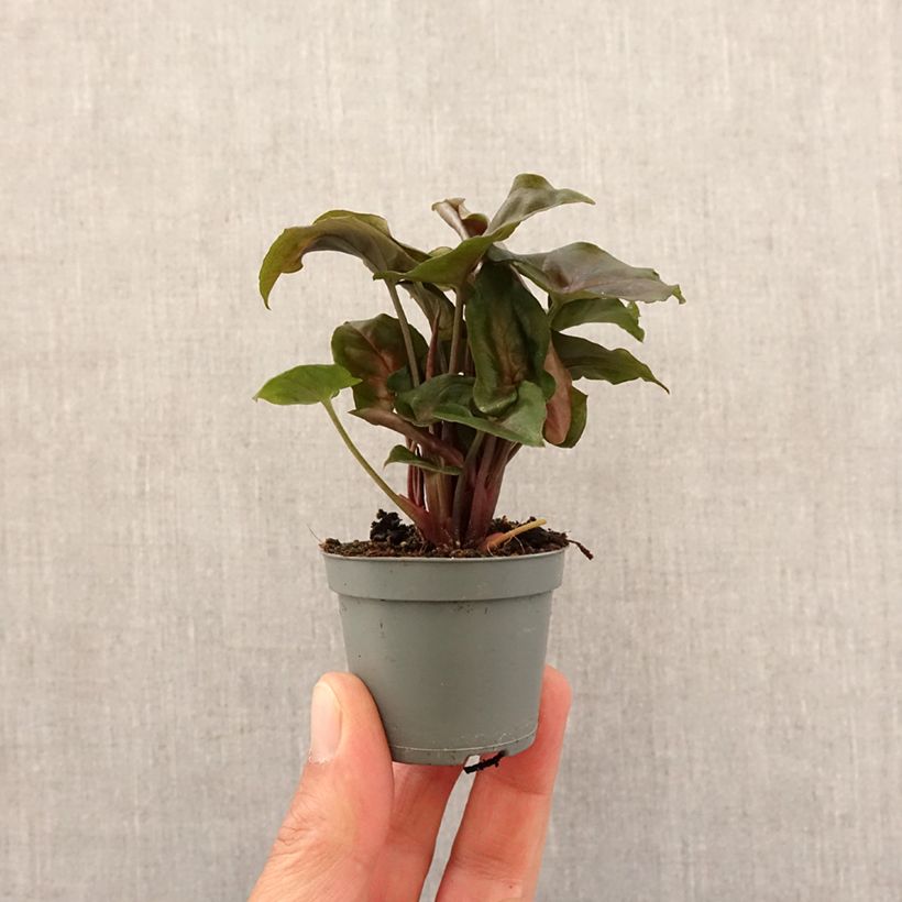 Exemplar von Purpurtute - Syngonium Maria Allusion Mini-Pflanze wie im Frühjahr geliefert