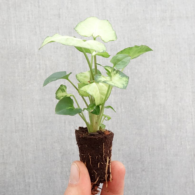 Example of Purpurtute - Syngonium Snow White - Patte d'oie Mini-Pflanze as you get in printemps
