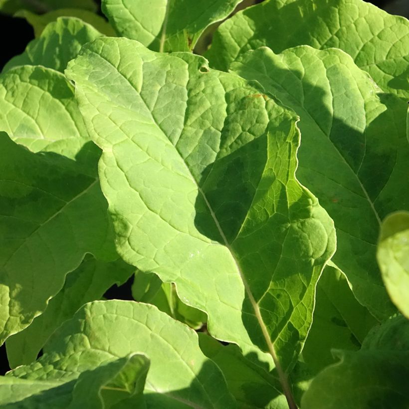 Himalaya-Flieder aureovariegata - Syringa emodi (Foliage)