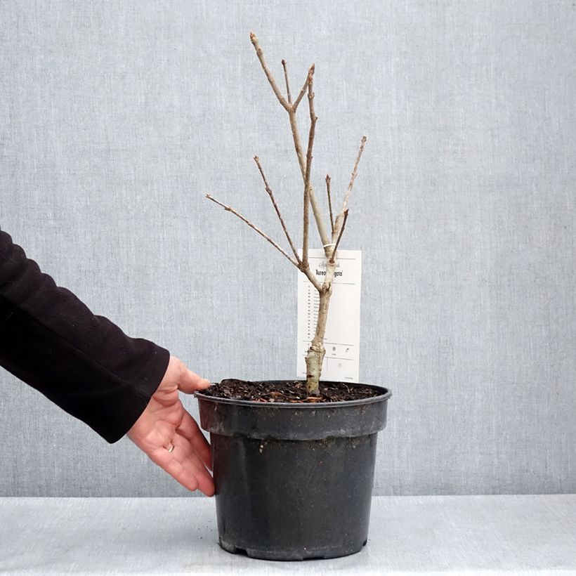 Example of Himalaya-Flieder aureovariegata - Syringa emodi Topf mit 4L/5L as you get in printemps