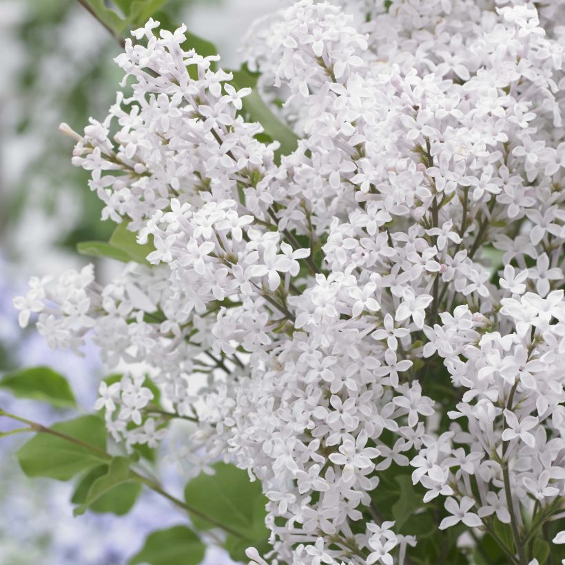 Zwerg-Duftflieder Flowerfesta White - Syringa meyeri (Flowering)