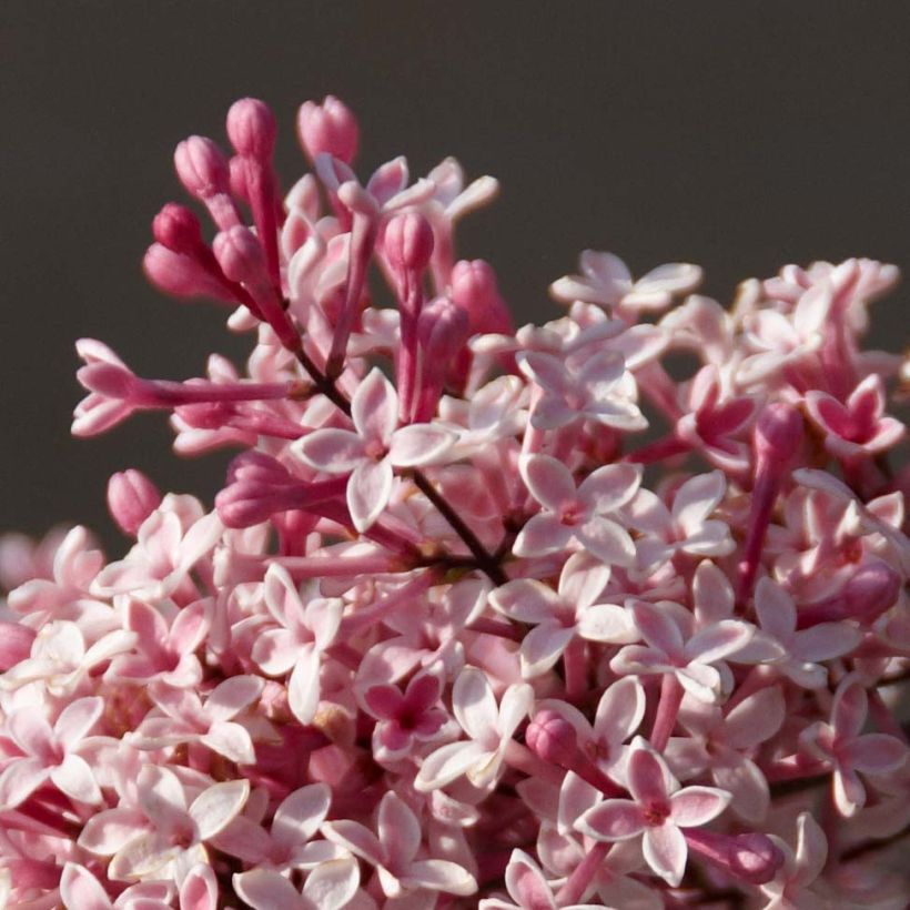 Zwerg-Flieder Superba - Syringa microphylla (Flowering)