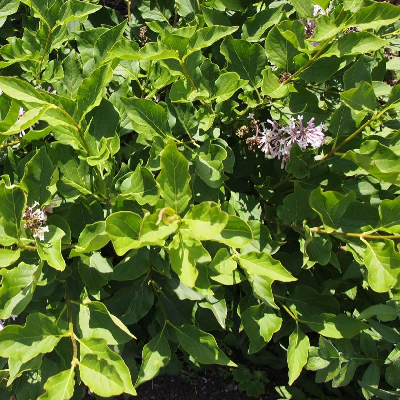 Koreanischer Flieder Miss Kim - Syringa patula (Foliage)