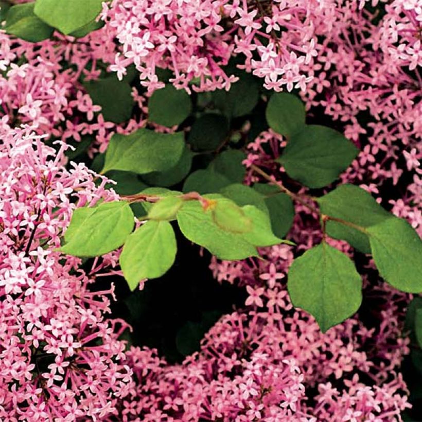 Zwerg-Flieder Red Pixie - Syringa microphylla (Foliage)