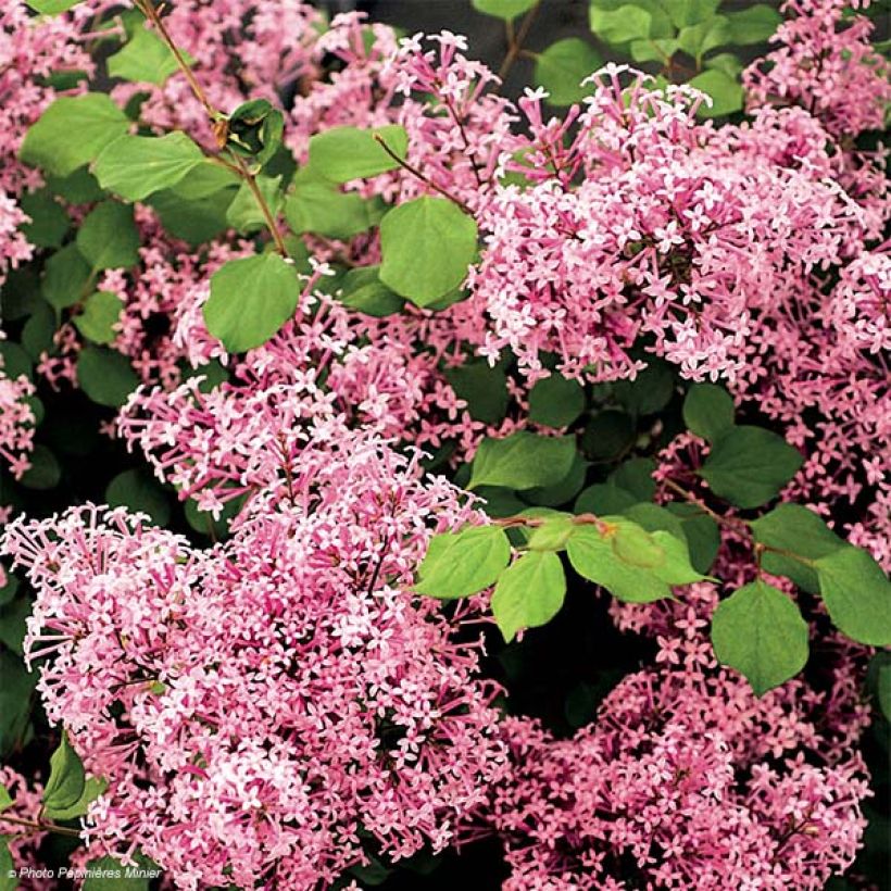 Zwerg-Flieder Red Pixie - Syringa microphylla (Flowering)