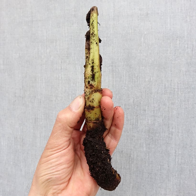 Exemplar von Tacca chantrieri Green Isle - Fledermausblume Zwiebel Kaliber/Größe I wie im Frühjahr geliefert