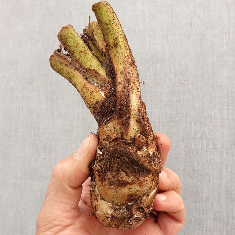 Exemplar von Tacca integrifolia - Weiße Fledermausblume Zwiebel Kaliber/Größe I wie im Frühjahr geliefert