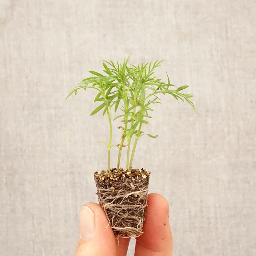 Exemplar von Studentenblume - Tagetes filifolia Mini-Plug Ø 3/4 cm wie im Frühjahr geliefert