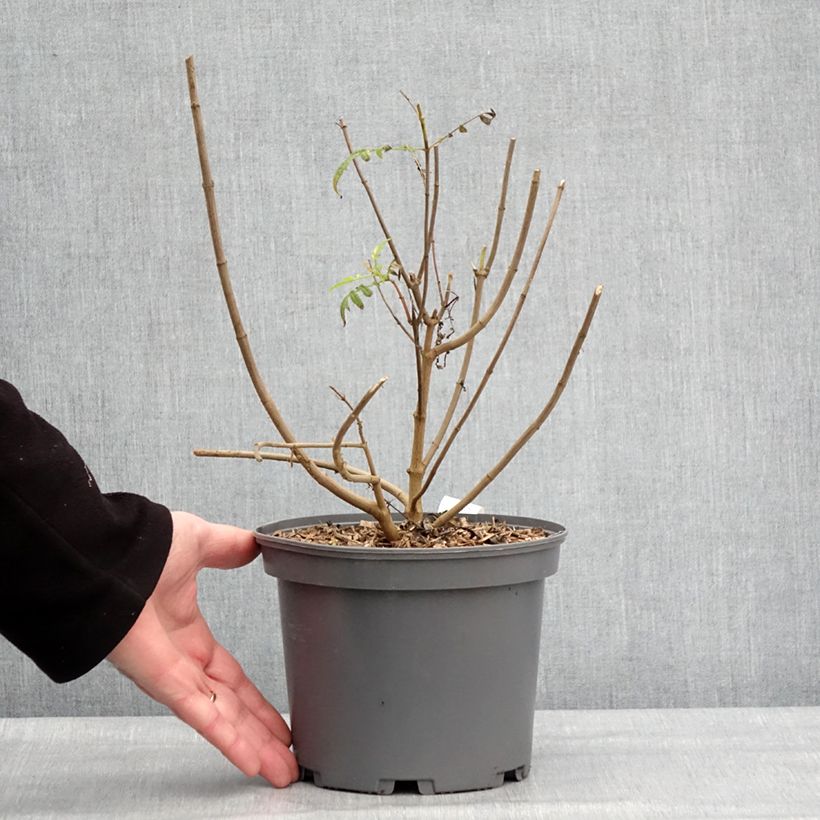 Exemplar von Tagetes lemmonii - Tagète de Lemmon Pot de 3L/4L wie im Winter geliefert