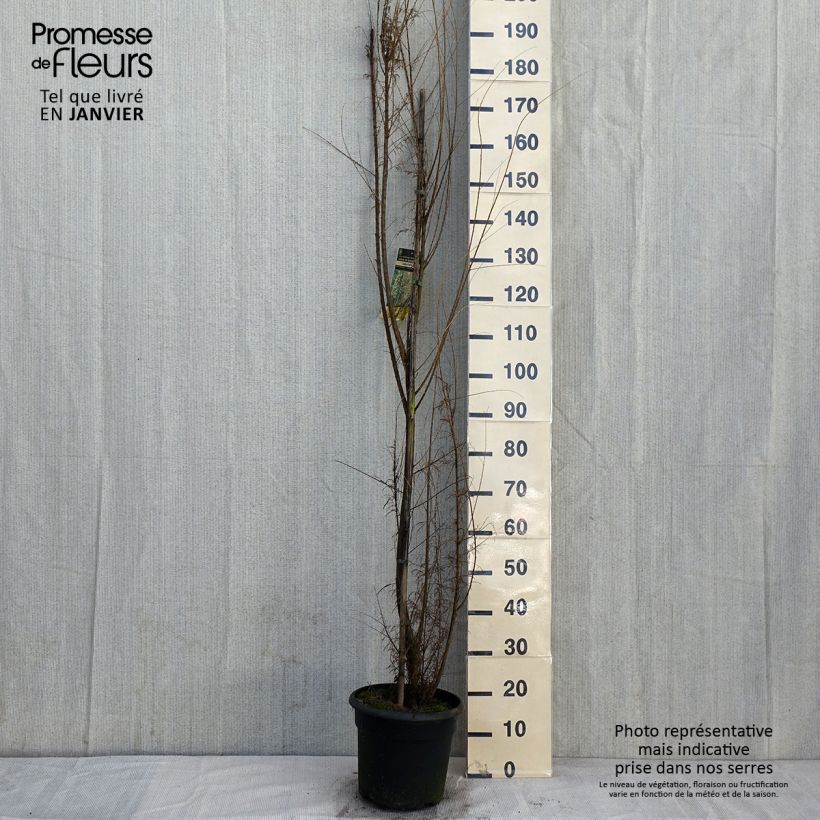 Exemplar von Tamarix gallica - Tamaris français, Tamaris commun Pot de 7,5L/10L wie im Winter geliefert