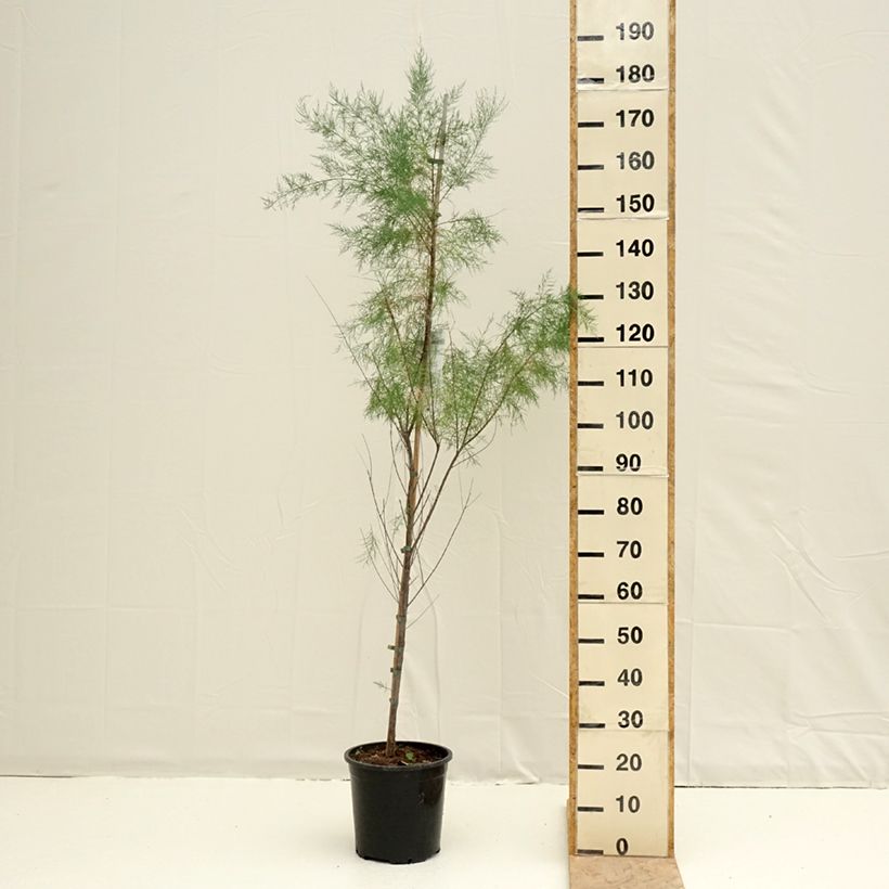 Exemplar von Tamarix ramosissima Pink Cascade - Sommertamariske Topf mit 7,5L/10L wie im Frühjahr geliefert