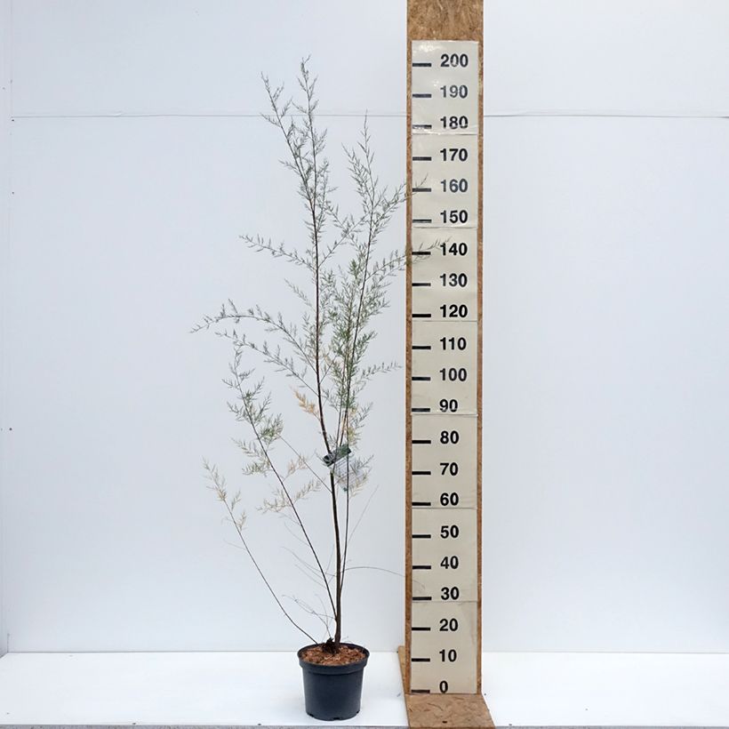 Exemplar von Tamarix ramosissima - Sommertamariske Topf mit 4L/5L wie im Herbst geliefert
