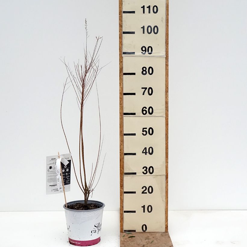 Example of Tamarix ramosissima - Sommertamariske Topf mit 4L/5L as you get in hiver