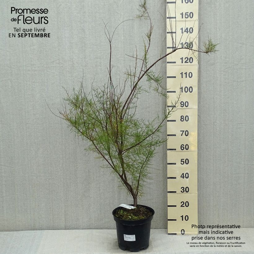 Exemplar von Tamarix tetrandra - Viermännige Tamariske Topf mit 4L/5L wie im Sommer geliefert