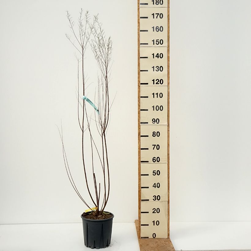 Exemplar von Tamarix tetrandra - Viermännige Tamariske Topf mit 4L/5L wie im Herbst geliefert