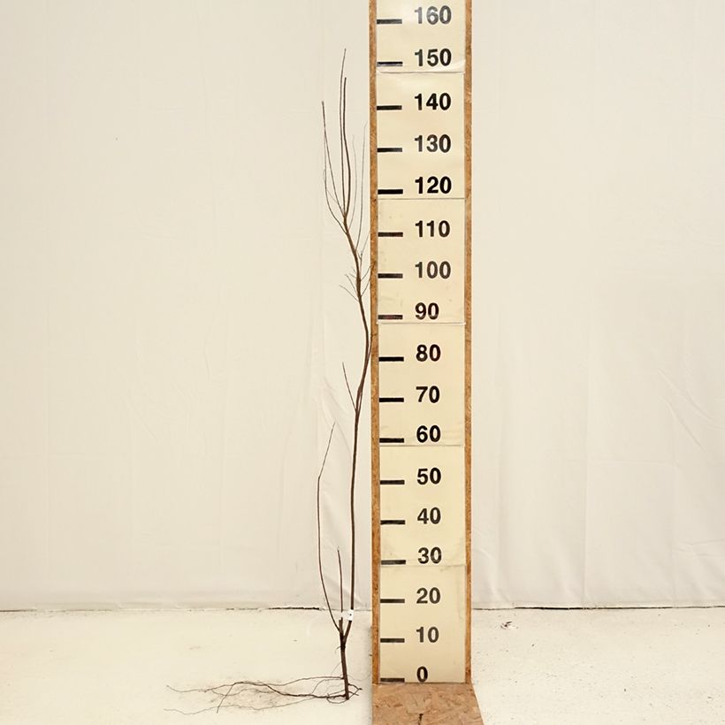 Example of Tamarix tetrandra - Viermännige Tamariske Wurzelnackt, Strauch as you get in hiver