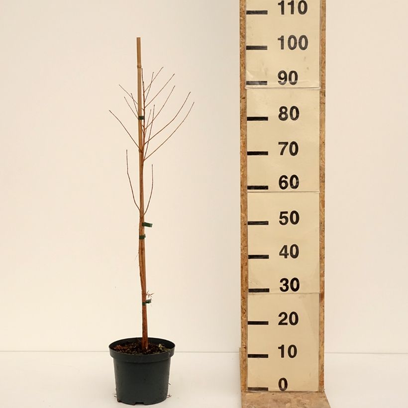 Exemplar von Taxodium distichum - Cyprès chauve Pot de 3L/4L wie im Winter geliefert