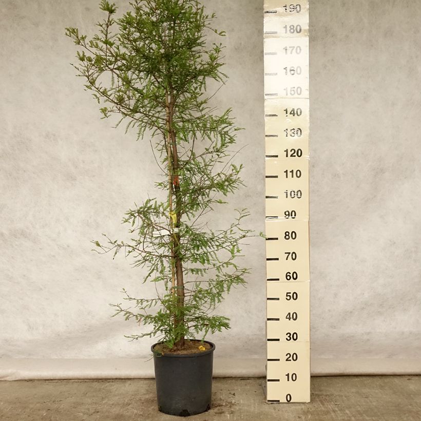 Exemplar von Taxodium distichum - Sumpfzypresse Topf mit 7,5L/10L wie im Sommer geliefert