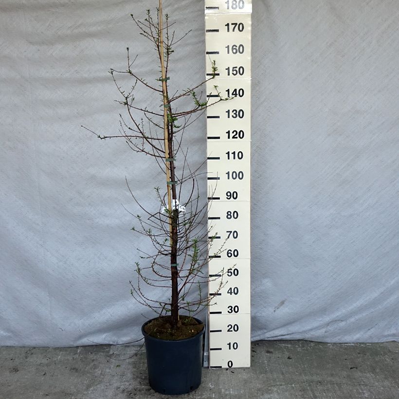 Example of Taxodium distichum - Sumpfzypresse Topf mit 7,5L/10L as you get in printemps