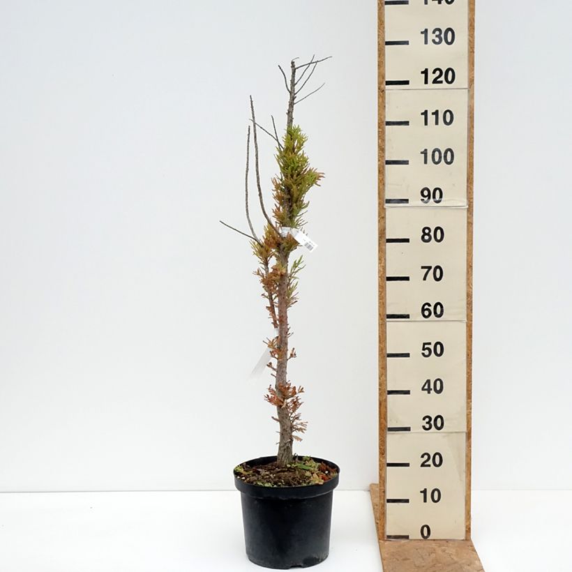 Exemplar von Taxodium distichum Pevé Minaret - Sumpfzypresse Topf mit 6L/7L wie im Herbst geliefert