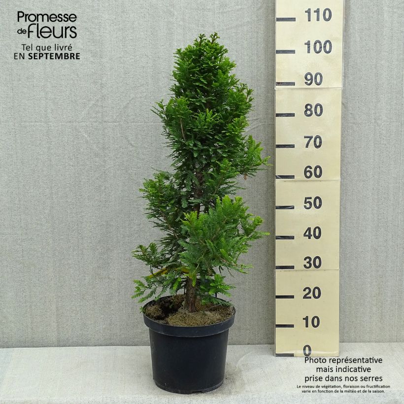 Exemplar von Taxodium distichum Pevé Minaret - Sumpfzypresse Topf mit 6L/7L wie im Sommer geliefert