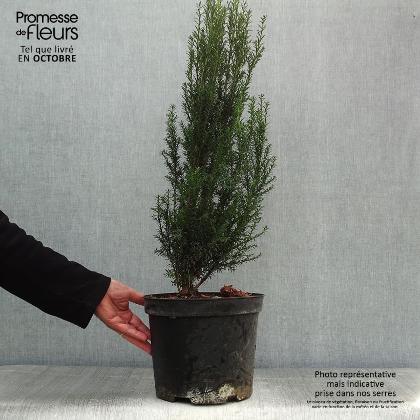 Exemplar von Eibe - Taxus baccata Topf mit 4L/5L wie im Herbst geliefert