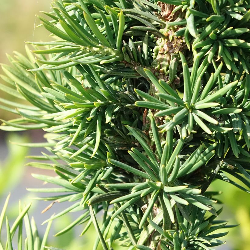 Taxus baccata Cristata - Eibe (Foliage)