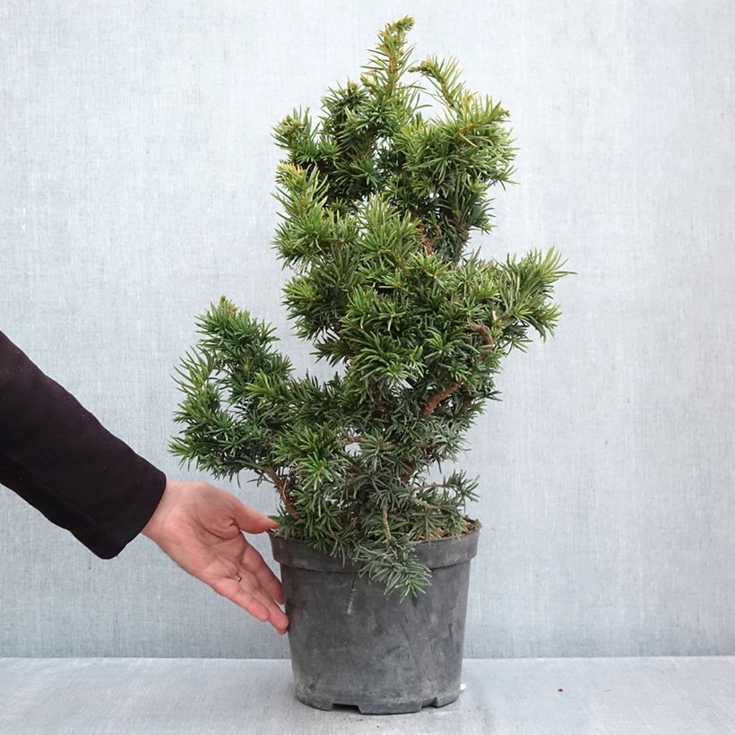 Exemplar von Taxus baccata Cristata - Eibe Topf mit 4L/5L wie im Herbst geliefert