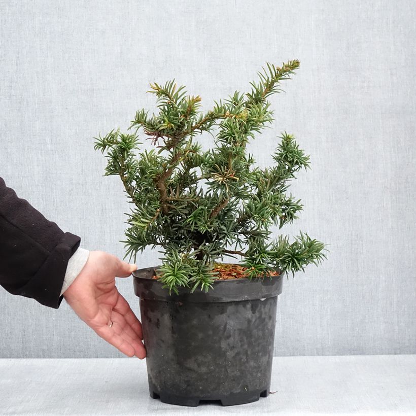 Example of Taxus baccata Cristata - Eibe Topf mit 4L/5L as you get in printemps