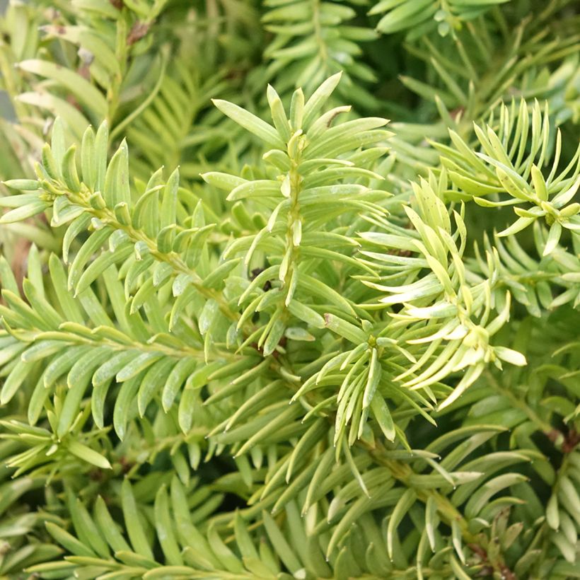 Taxus baccata Elegantissima - Eibe (Laub)