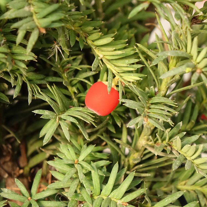 Taxus baccata Elegantissima - Eibe (Ernte)
