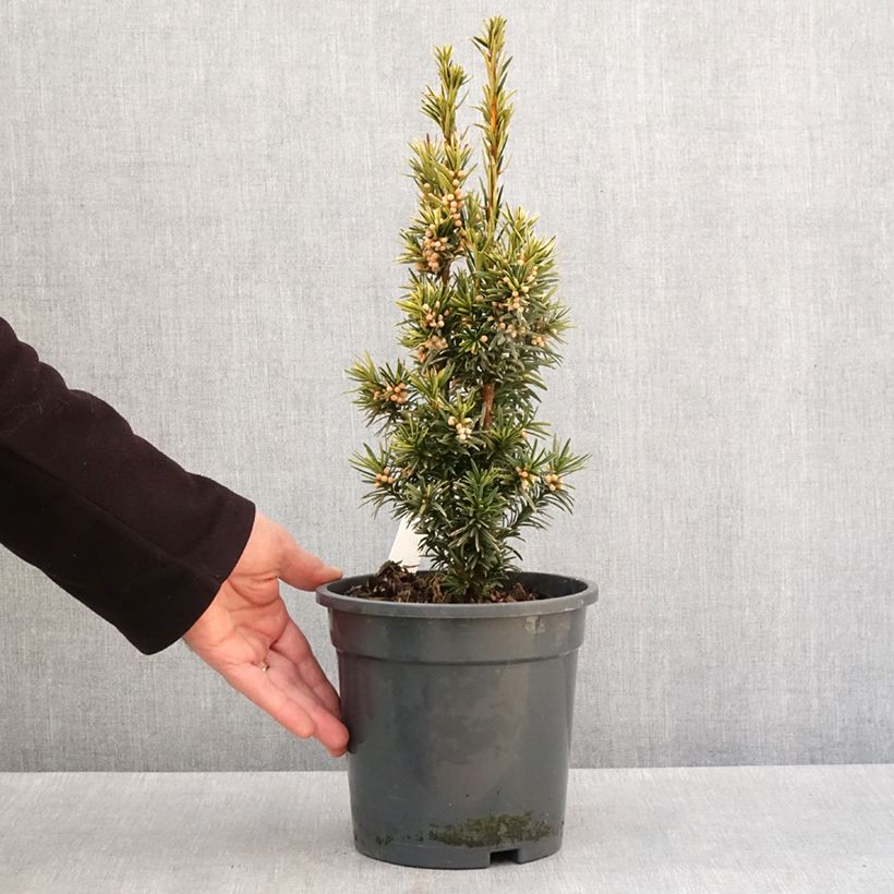 Exemplar von Taxus baccata Fastigiata Aurea - If commun doré Pot de 2L/3L wie im Winter geliefert