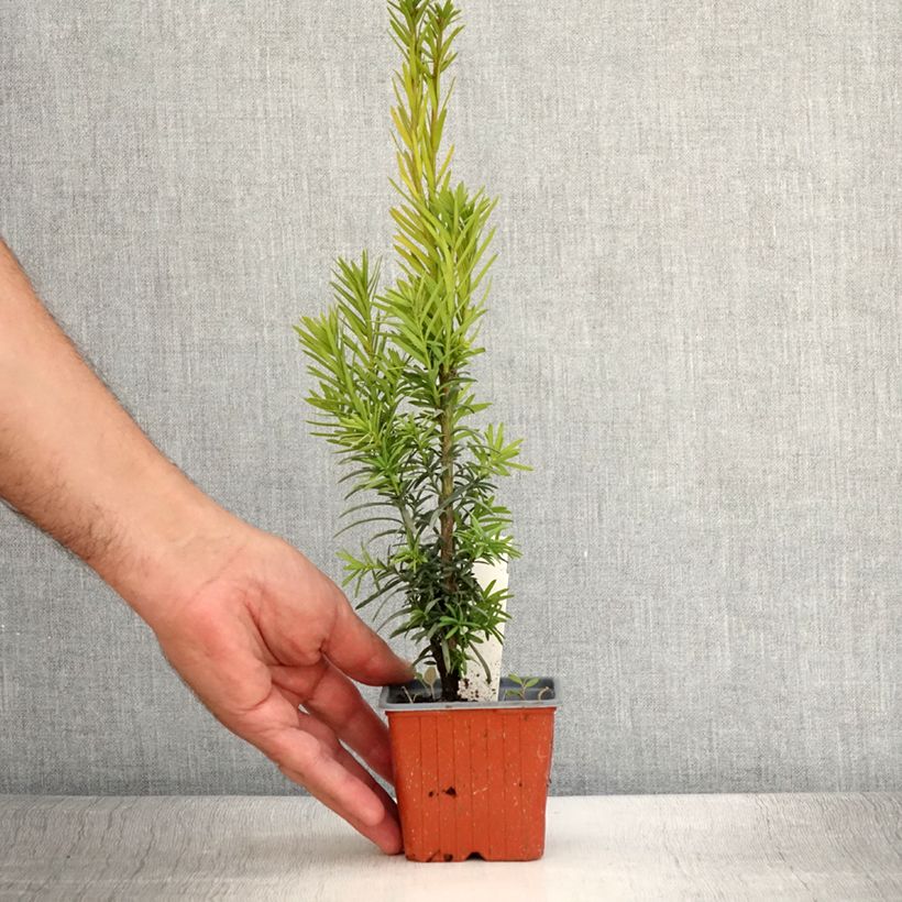 Exemplar von Eibe Fastigiata Robusta - Taxus baccata Kleine Töpfe von 8/9 cm wie im Sommer geliefert