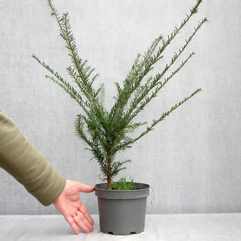 Example of Eibe - Taxus baccata Topf mit 2L/3L as you get in hiver