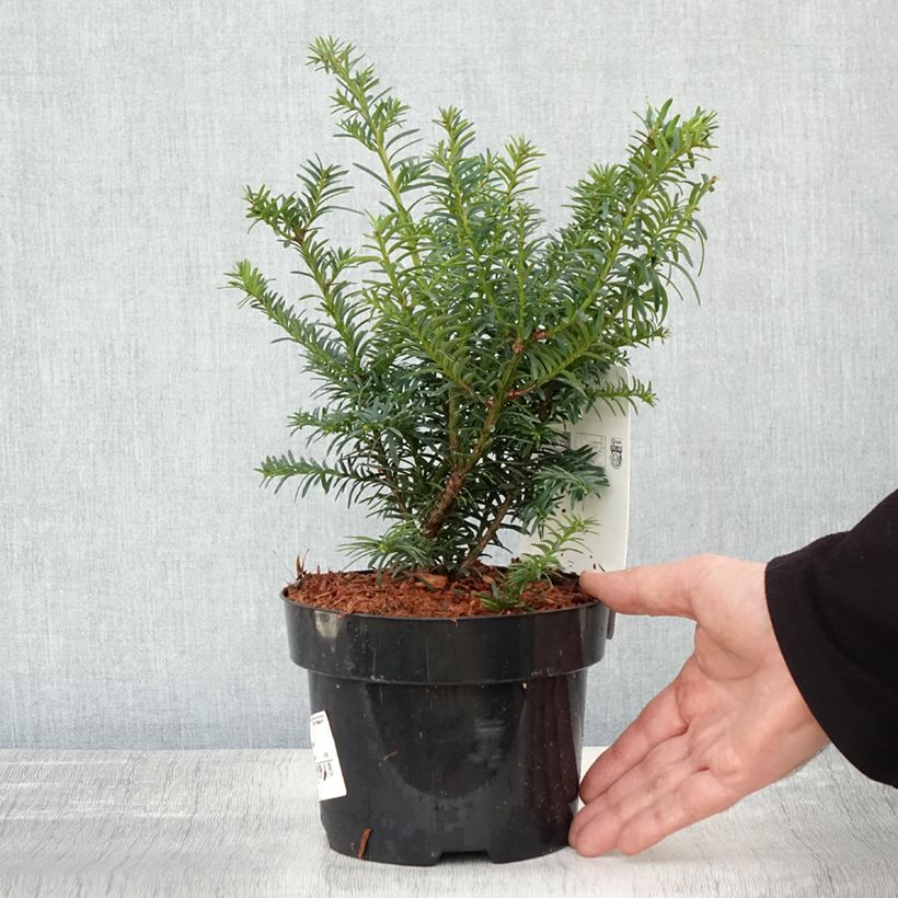 Exemplar von Taxus baccata Summergold - If commun doré Pot de 2L/3L wie im Herbst geliefert