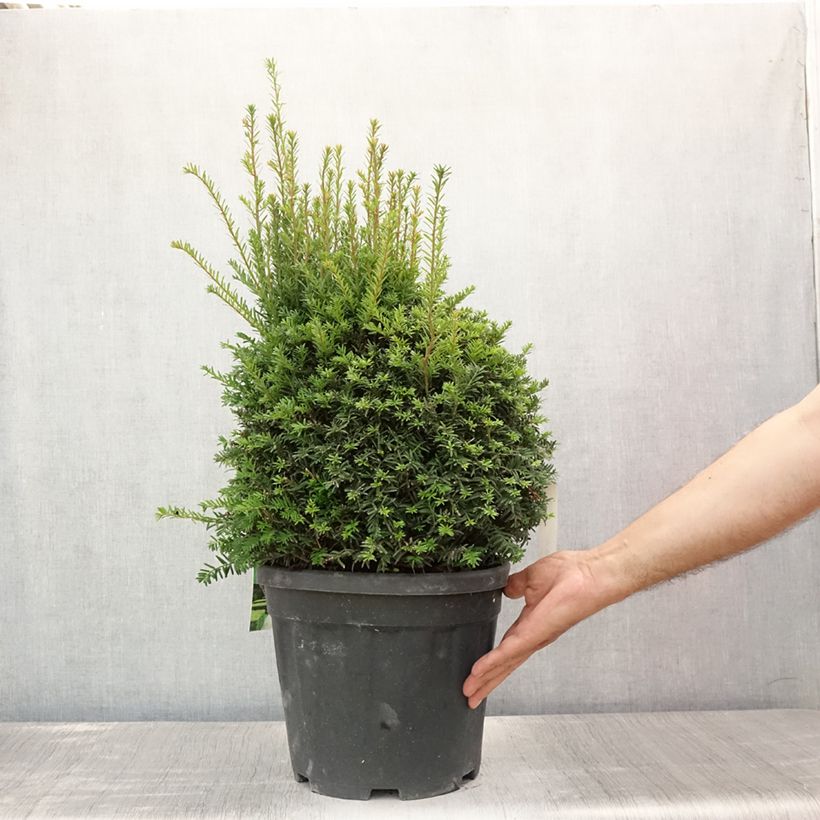 Exemplar von Eibe - Taxus baccata (Kugelform) Topf mit 7,5L/10L, Kugel wie im Sommer geliefert