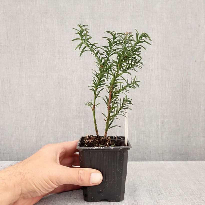 Exemplar von Becher-Eibe Hillii - Taxus media Kleine Töpfe von 8/9 cm wie im Herbst geliefert