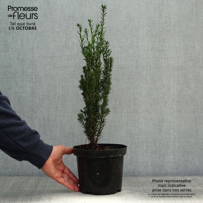 Exemplar von Becher-Eibe Hillii - Taxus media Topf mit 2L/3L wie im Herbst geliefert