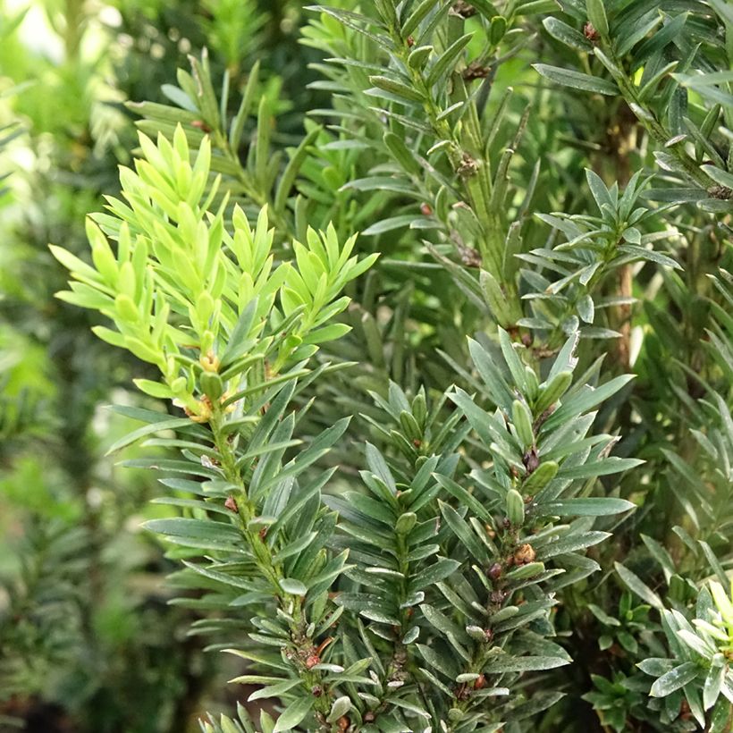 Becher-Eibe Hillii - Taxus media (Foliage)