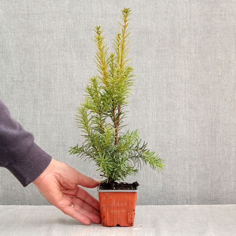Exemplar von Becher-Eibe Hicksii - Taxus media Kleine Töpfe von 8/9 cm wie im Herbst geliefert